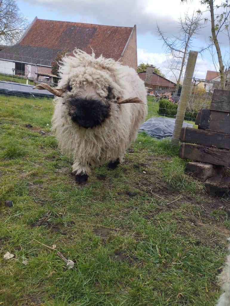 Walliser schwarznase zwartneus schaap dekram, Mouton