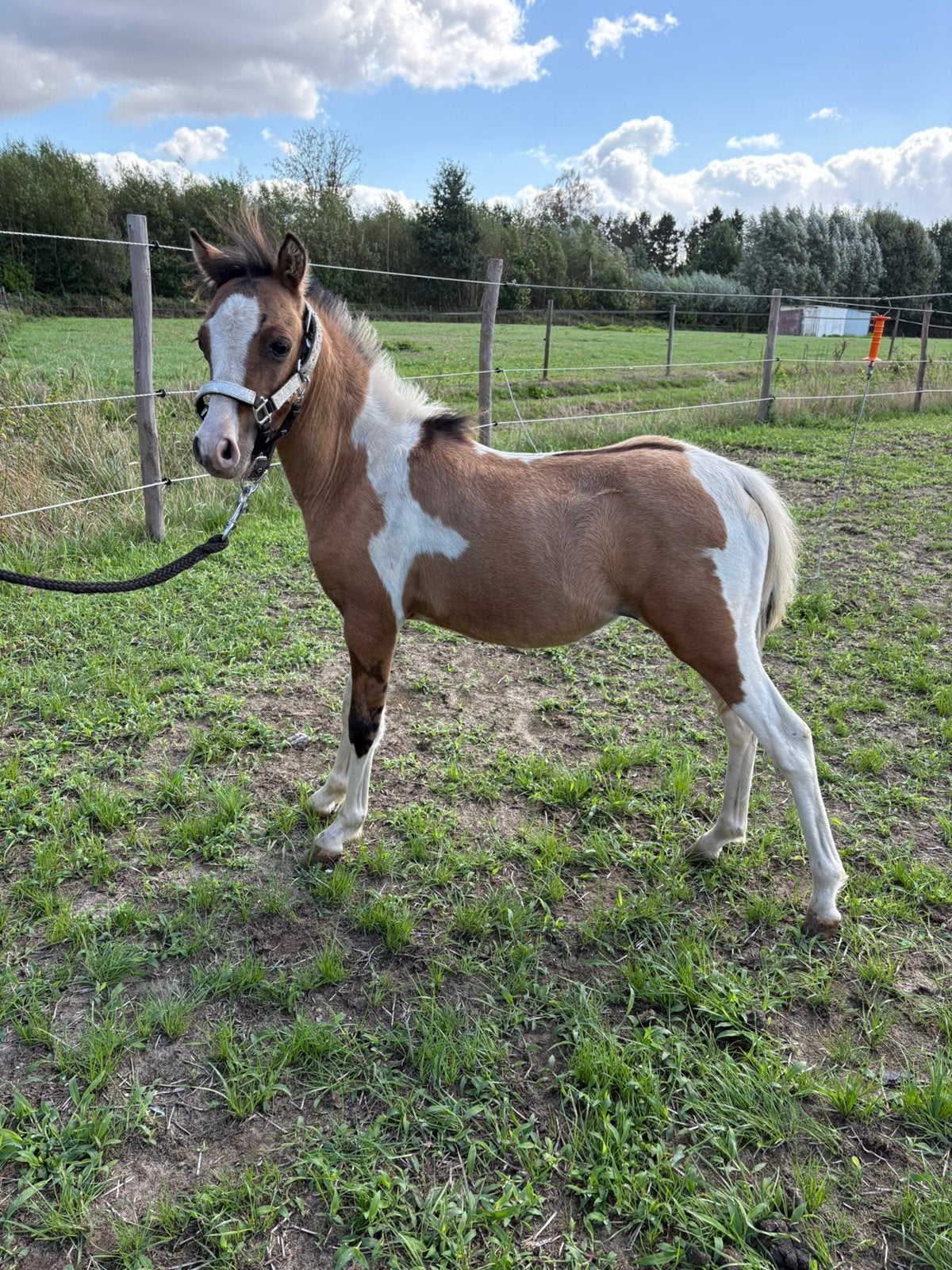 Te koop‼️