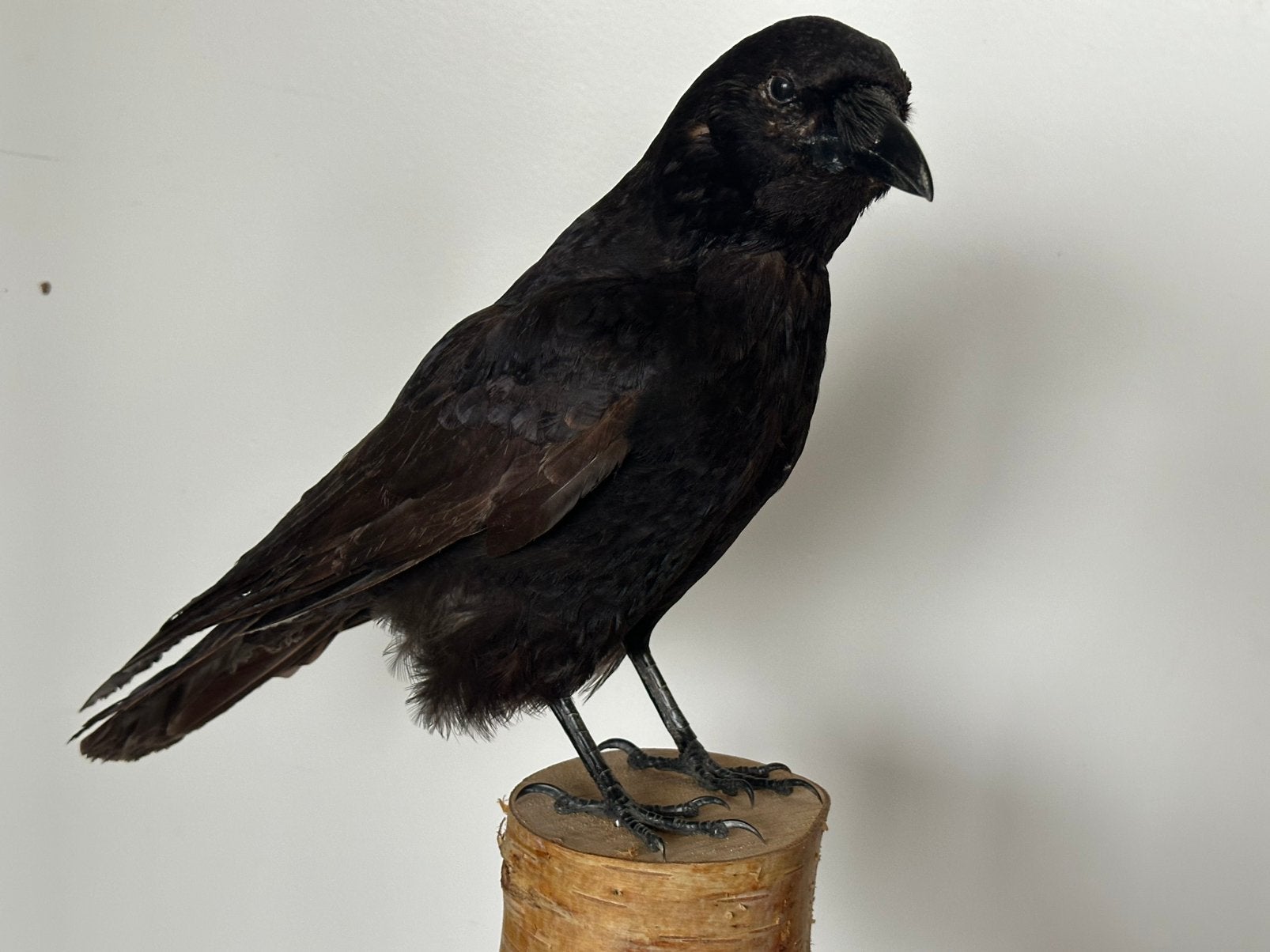 Taxidermie Crow, Enlèvement ou Envoi