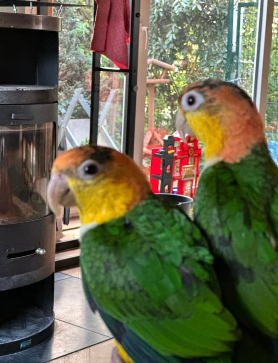 2 zeer tamme roestkopjes met kooi en accesoires, Papegaai, Geringd