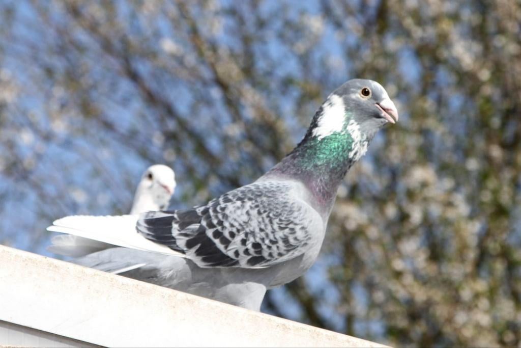 Wamduiven Adana ben ik op zoek, Dieren en Toebehoren