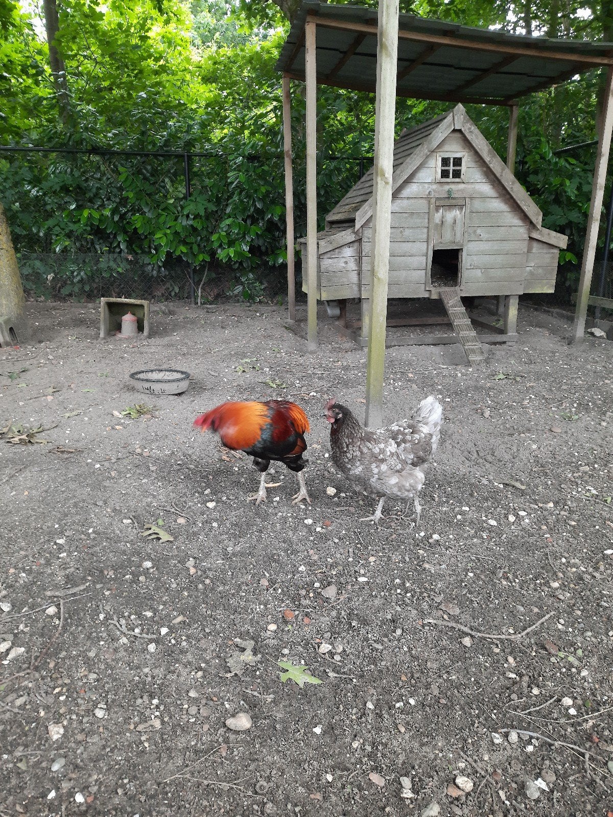 Araucana haan en legkip GERESERVEERD