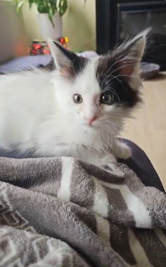 Mainecoon kitten, Kater, Gechipt, 0 tot 2 jaar
