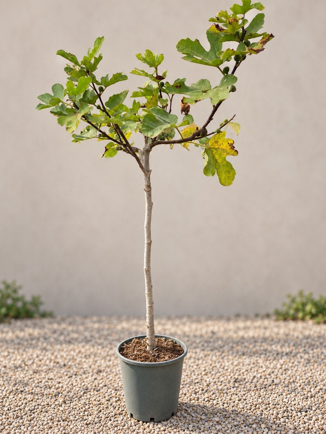 Vijgenboom Ficus Carica Brown Turkey, Enlèvement, Ombre partielle, Figuier