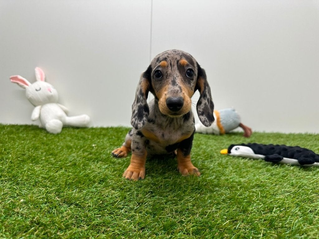 Gladharige Dwergteckel pups