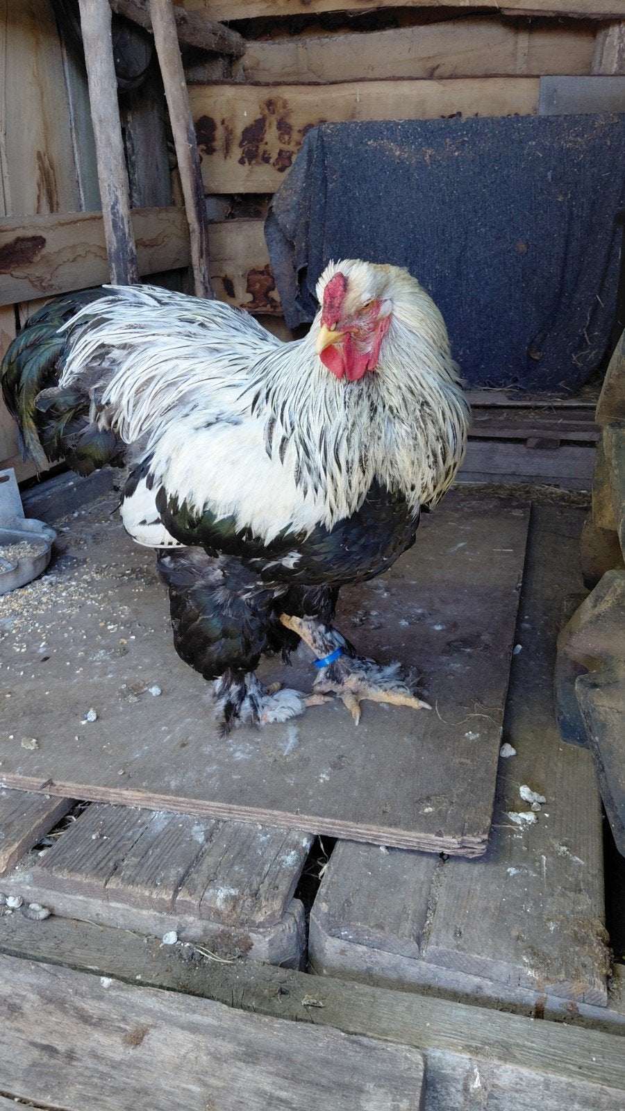 Brahma haan., Dieren en Toebehoren, Pluimvee