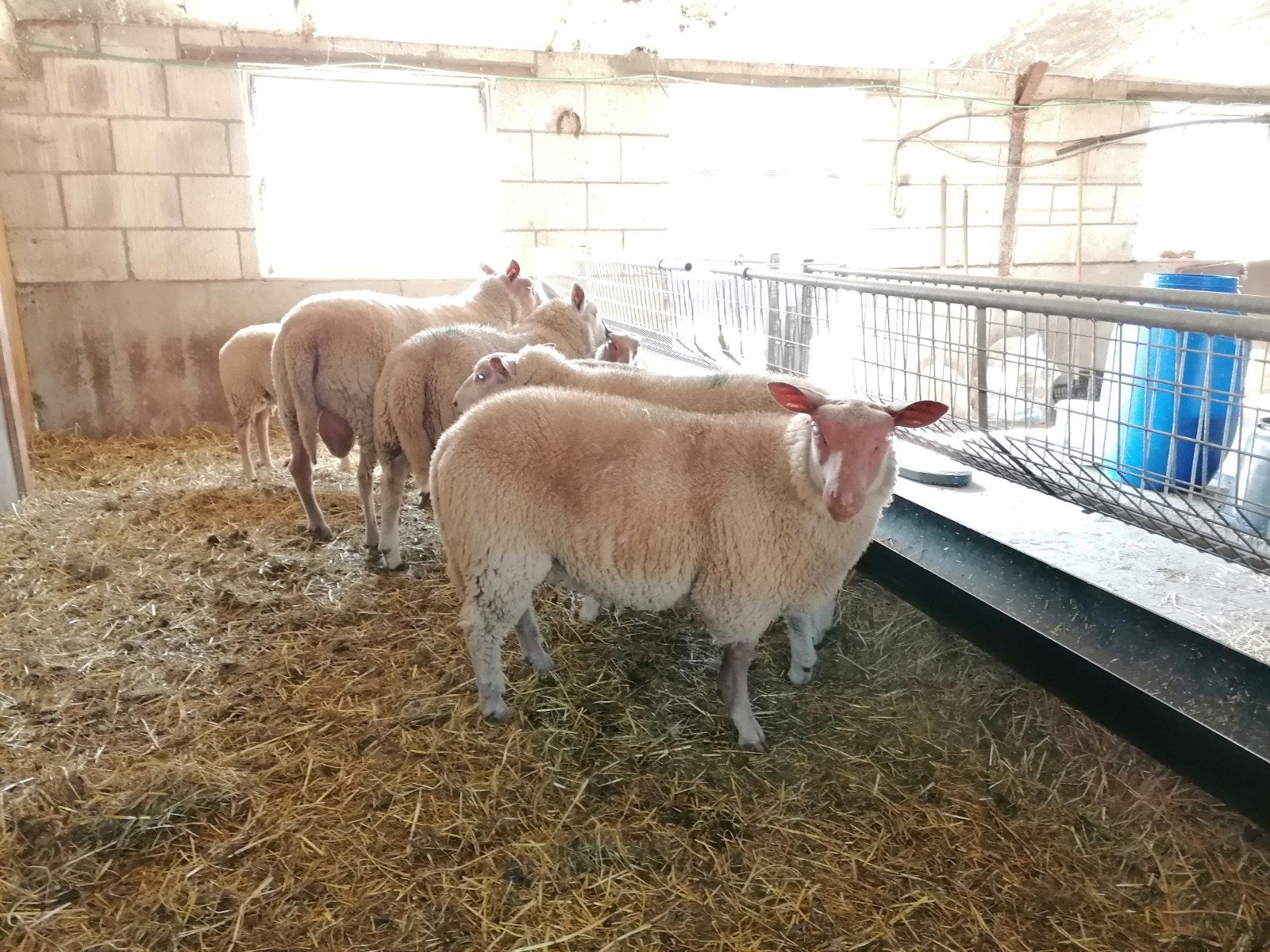 zuivere rouge de l'ouest dekram, Dieren en Toebehoren, Mannelijk, Schaap, 0 tot 2 jaar