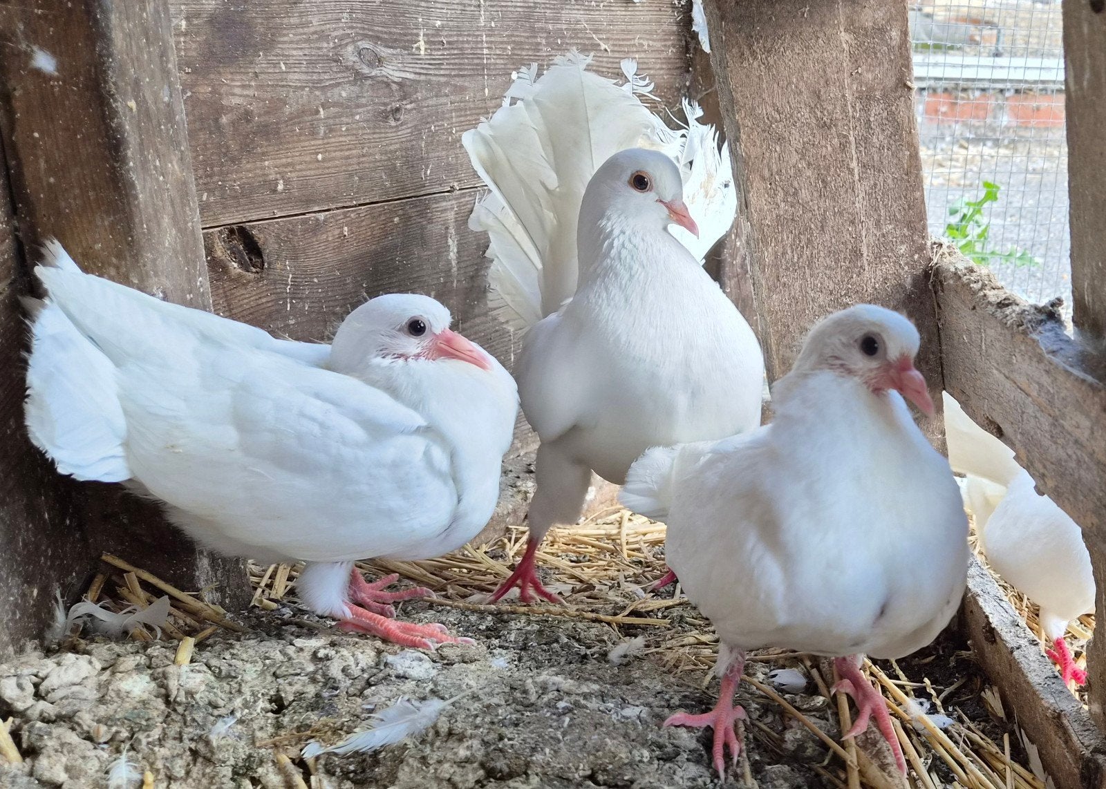 2 jongen van witte pauwstaart sierduiven, Plusieurs animaux