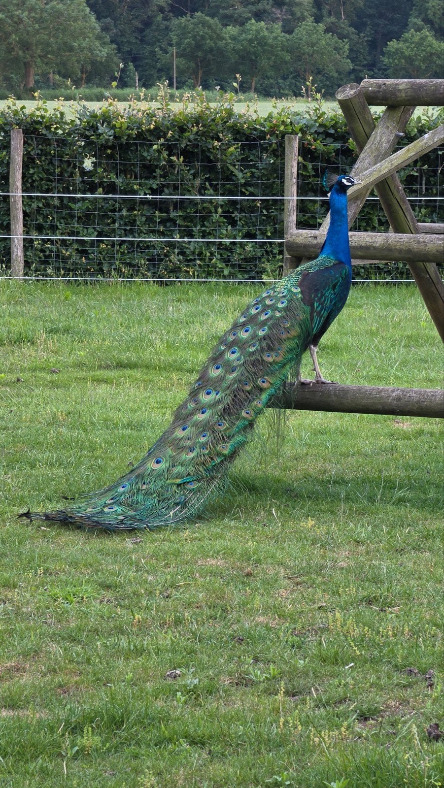 Broedeieren zwartvleugel pauw, Dieren en Toebehoren, Pluimvee