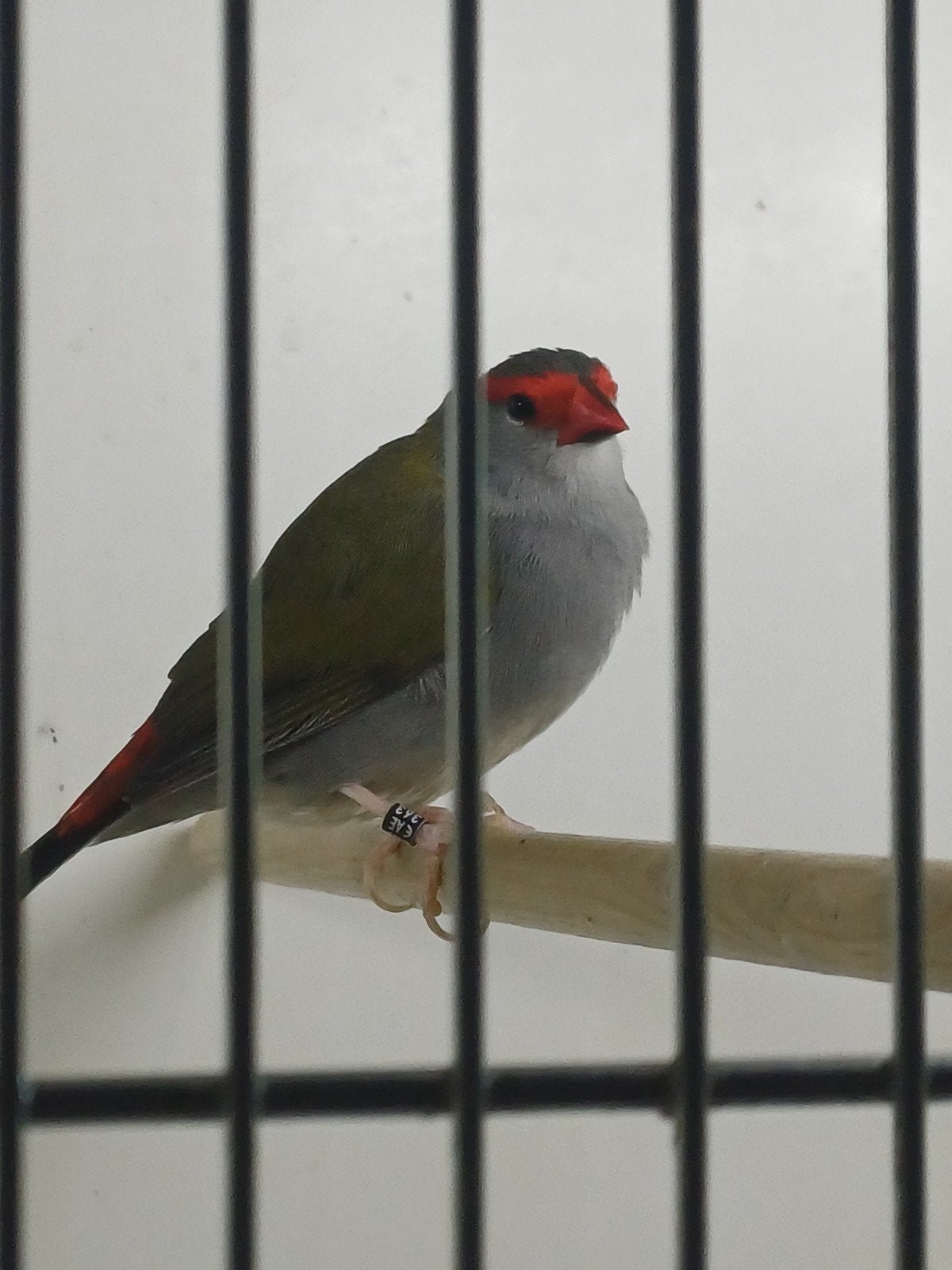 Koppel dornastrilde, Dieren en Toebehoren, Vogels | Overige Vogels, Meerdere dieren, Tropenvogel, Geringd