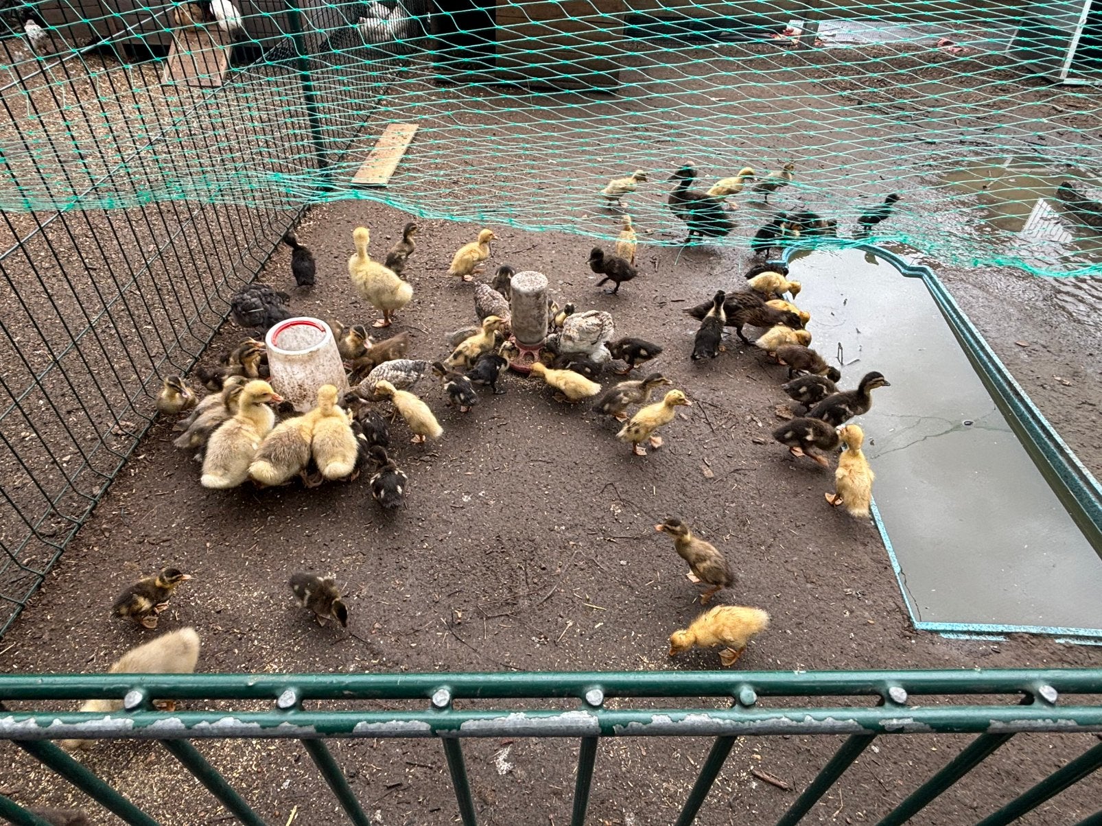 Loopeendjes beschikbaar, Dieren en Toebehoren