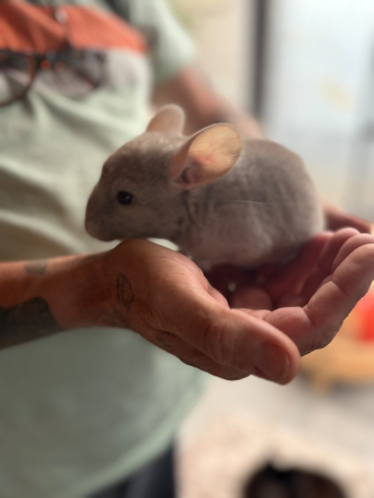 Chinchilla, Dieren en Toebehoren, Knaagdieren, Chinchilla, Juli, Meerdere dieren, Tam