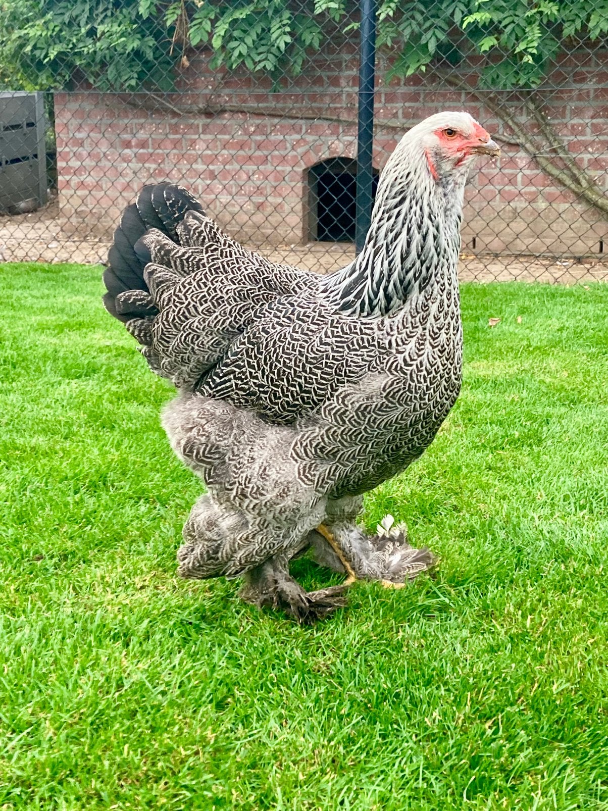 Brahma meerzomig zilver patrijs, Dieren en Toebehoren, Vrouwelijk, Kip