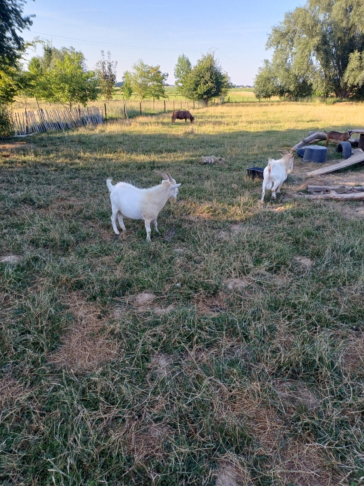 2 boucs nains entier pure race à vendre.  prix d ensemble