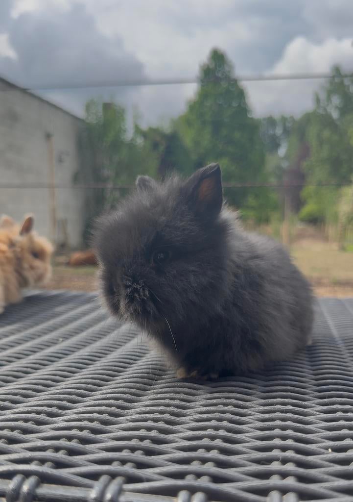 Teddy dwerg voedster, Dieren en Toebehoren, Dwerg