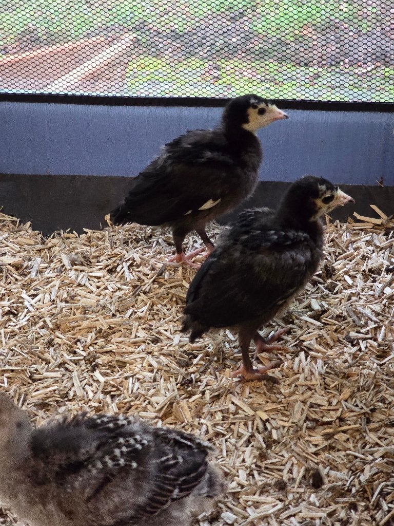 Kalkoen kuikens 2weken oud, Dieren en Toebehoren, Pluimvee, Geslacht onbekend, Kalkoen