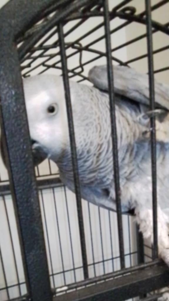 Cage avec gris de 12 ans baguer fermer, Enlèvement, Utilisé