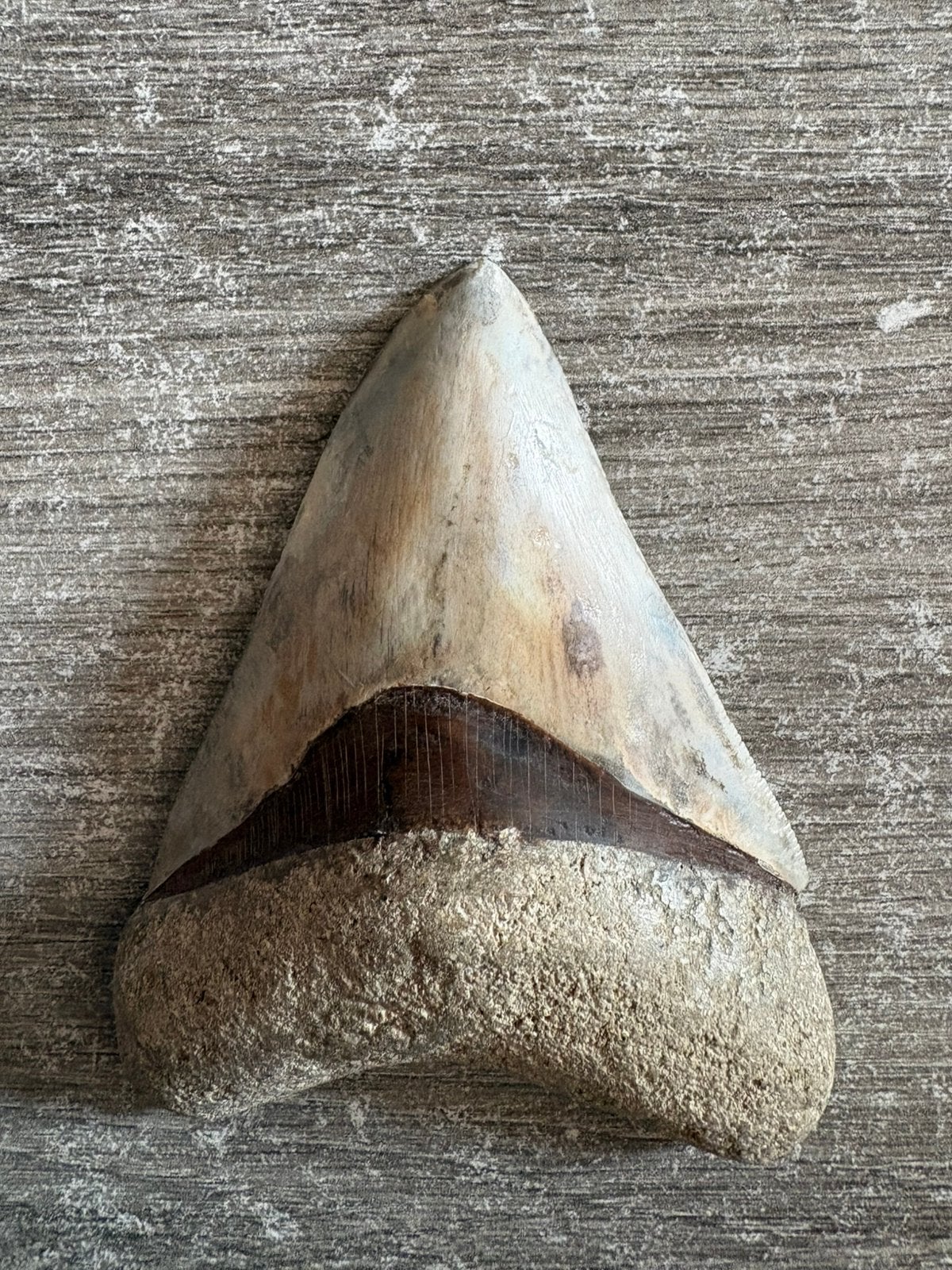 Megalodontand 10,5 cm - Indonesië, Verzamelen, Mineralen en Fossielen, Verzenden, Fossiel