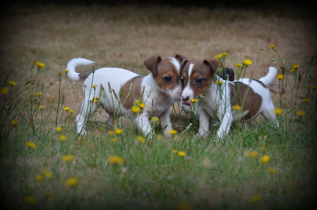 Fourrure des chiots Jack Russell, Chien (mâle), Maladie de Carré (chiens), Belgique, Plusieurs