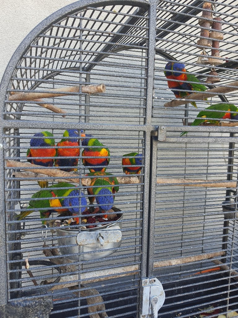 Lori van blauwe bergen 185 stuk met DNA, Plusieurs animaux, Perroquet