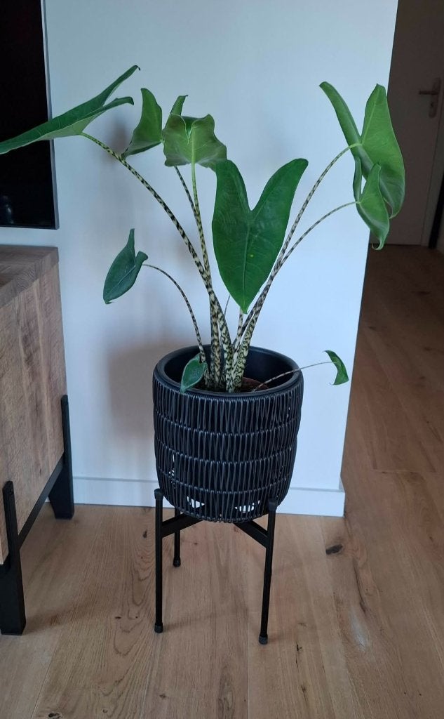 Binnen plant (alocasia zebrina/olifantsoor), Huis en Inrichting, Ophalen