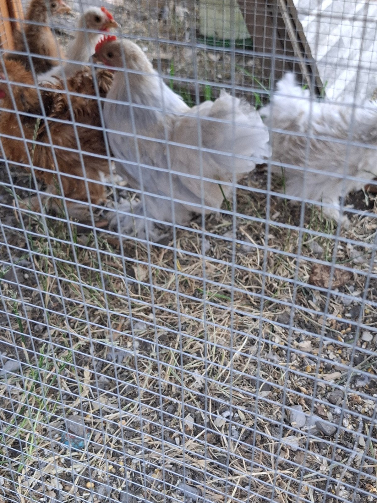 Cochin isabel haantje, Dieren en Toebehoren