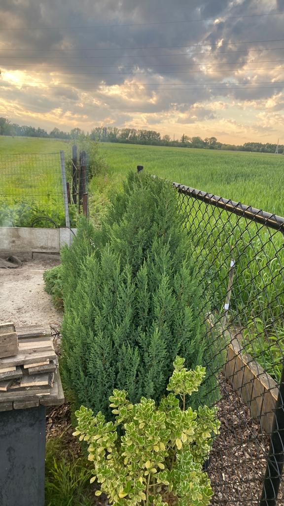 Spar, Tuin en Terras, Planten | Struiken en Hagen, Ophalen