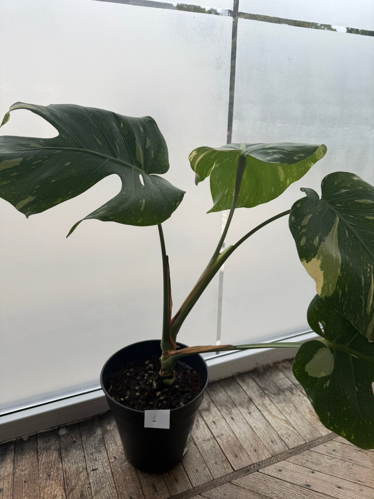Monstera thai constellation, Enlèvement