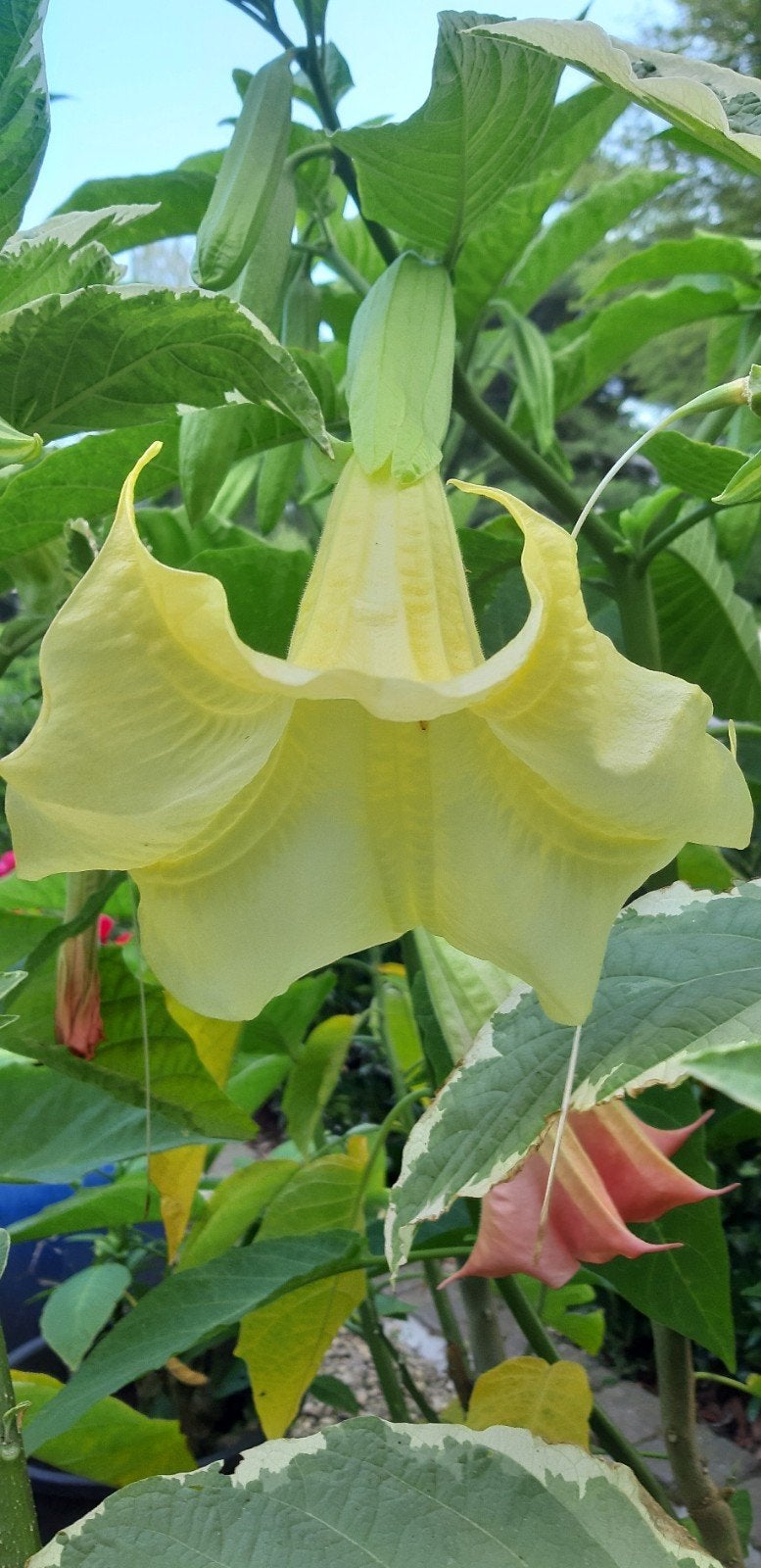 Prachtige brugmansia planten 60cm aan slechts 6€, Enlèvement ou Envoi