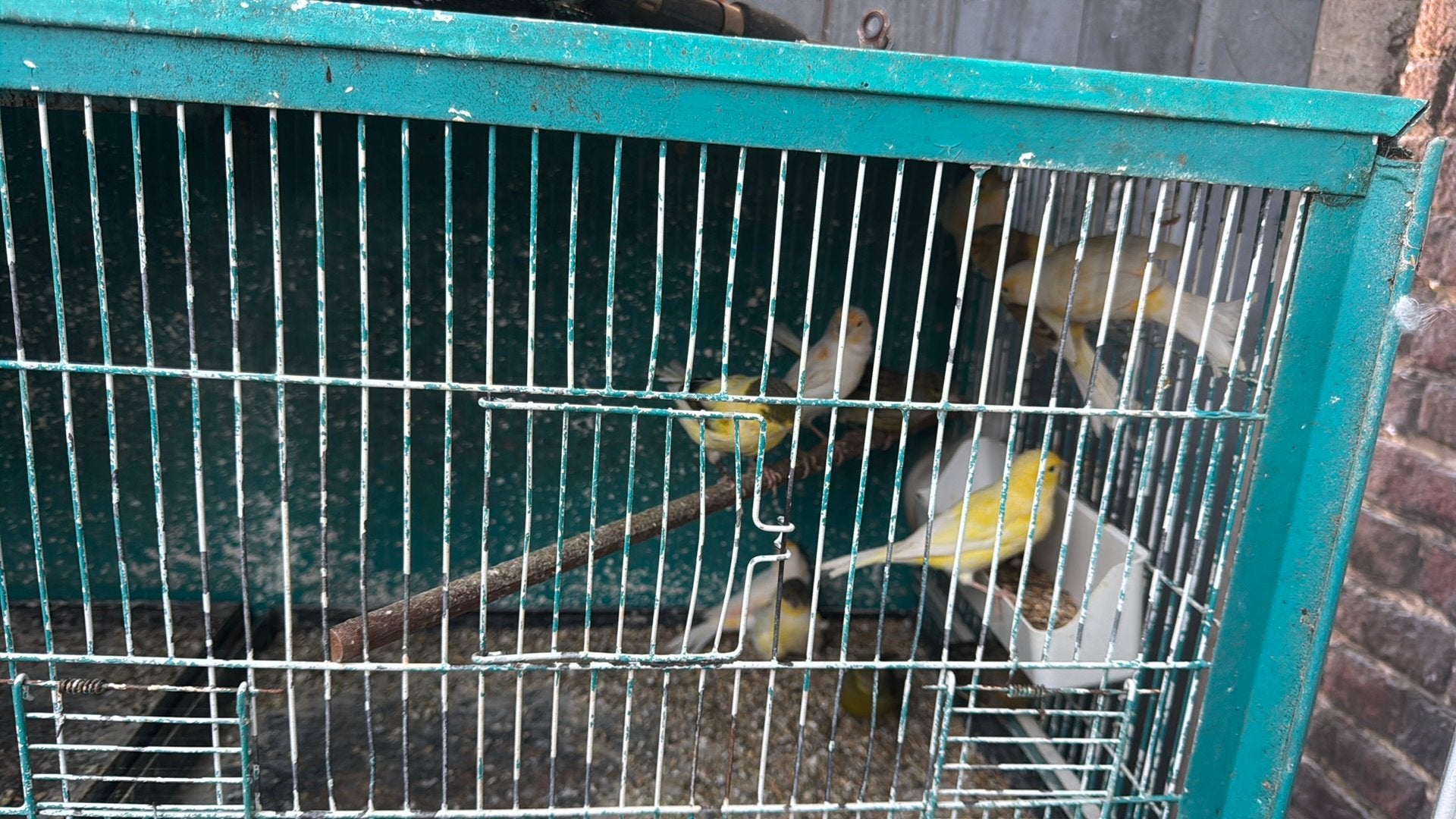 Canarie  male, Dieren en Toebehoren, Ophalen