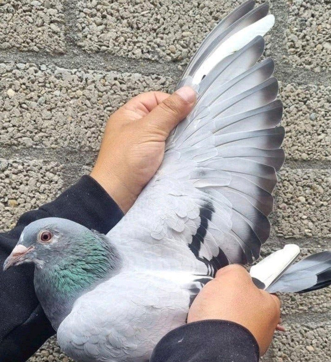 Pigeon de course « BEST KITTEL » /"PORSCHE 911"