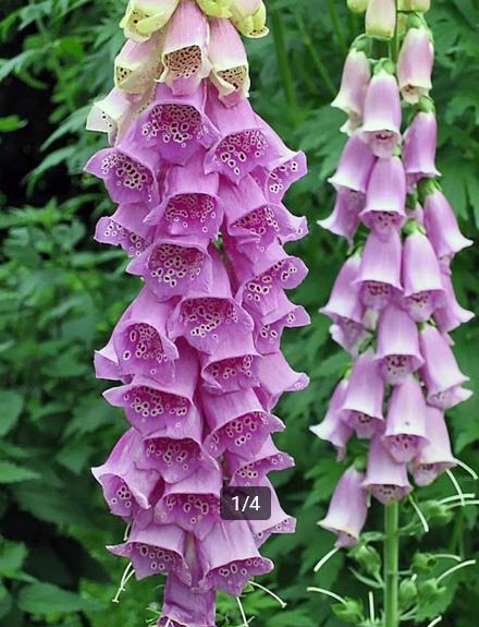 Digitalis purpurea, Ophalen, Tweejarig, Halfschaduw