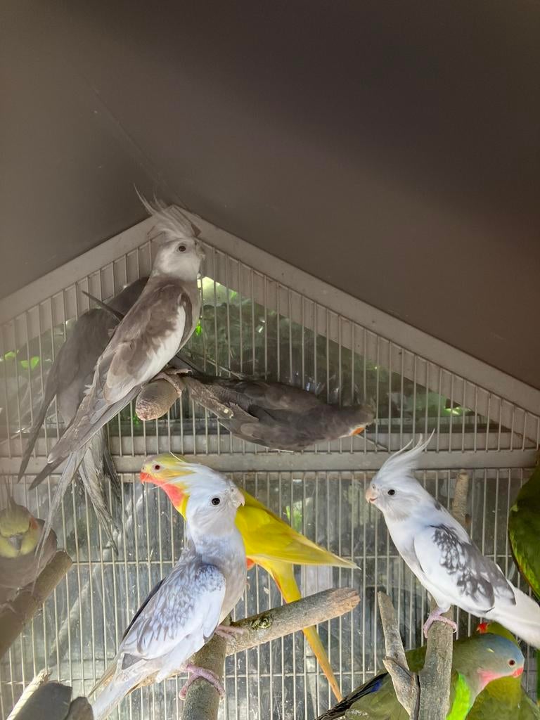 HALF TAMME WITKOP VALKPARKIETEN NU 60 EURO/VOGEL, Dieren en Toebehoren, Vogels | Parkieten en Papegaaien, Meerdere dieren, Parkiet