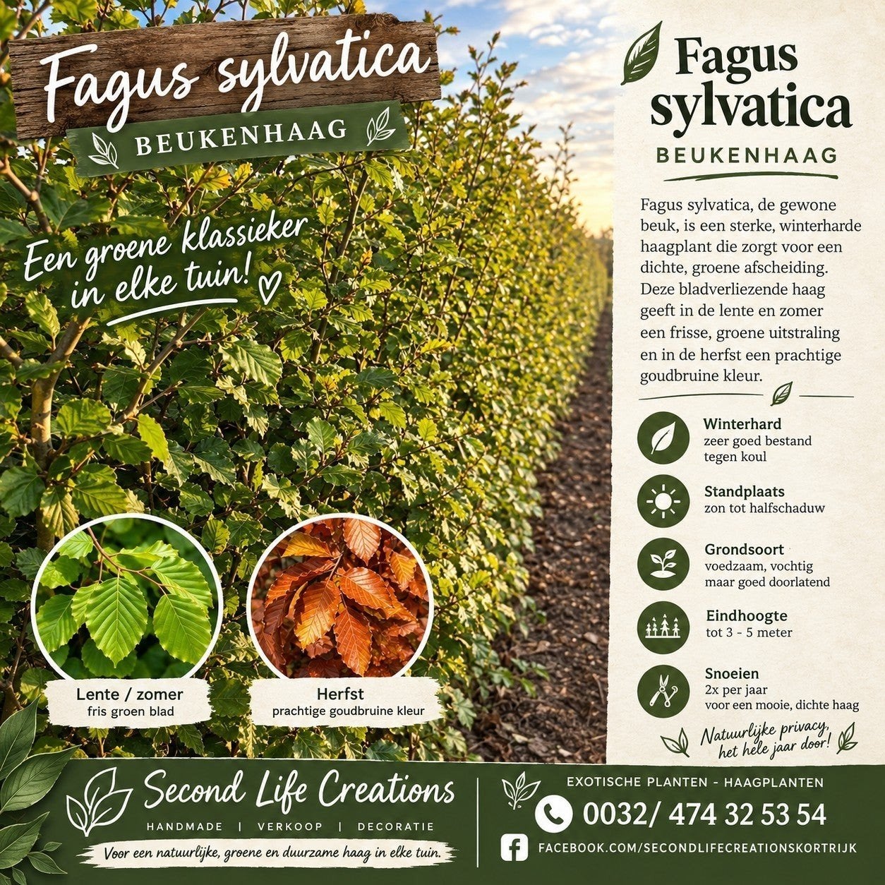 ‼️fagus sylvatica beuk aan promoprijzen ‼️, Ophalen, Taxus