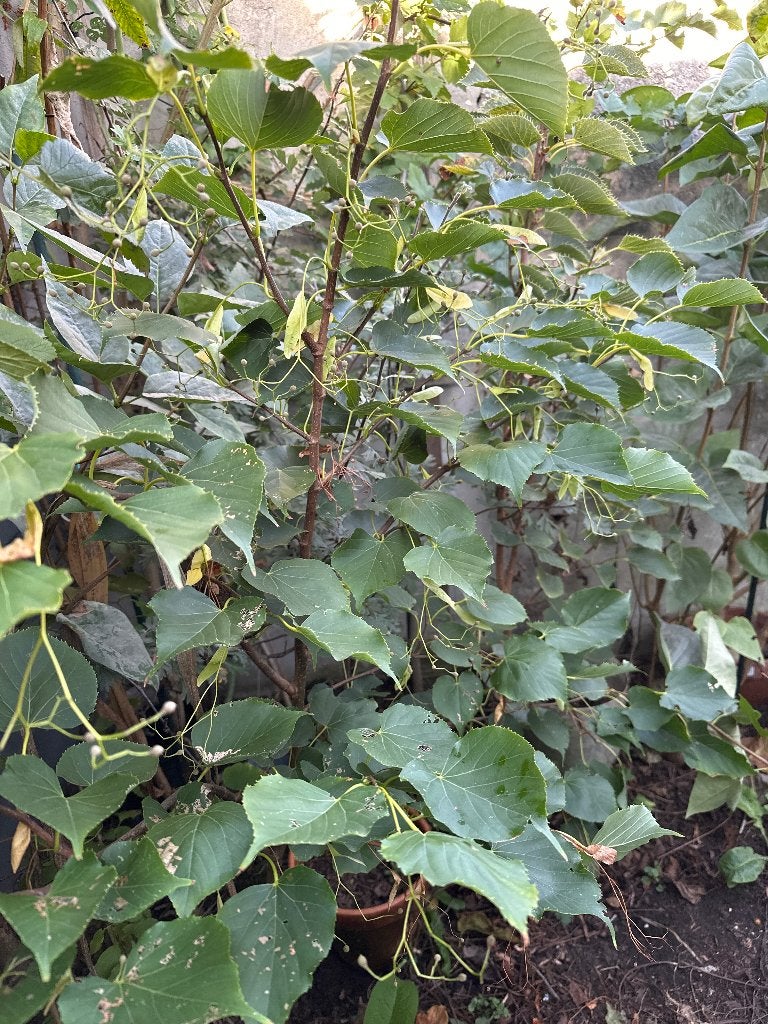 Tilia insularis en Tilia henryana Arnold select, Tuin en Terras, Lente, 100 tot 250 cm, Ophalen, Volle zon