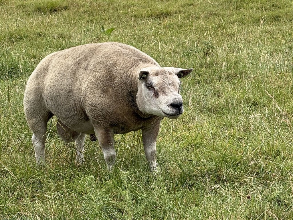 2-jarige texelram, Mannelijk, Schaap, 0 tot 2 jaar
