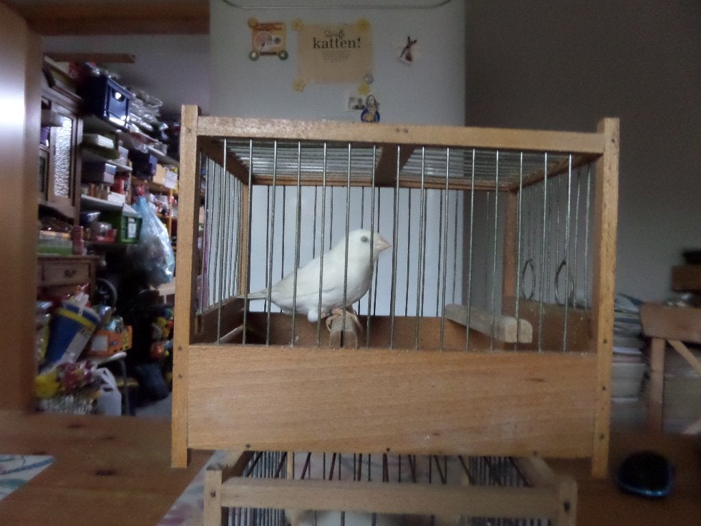 ZANGKANARIE - HARZER, Dieren en Toebehoren, Mannelijk, Zangkanarie
