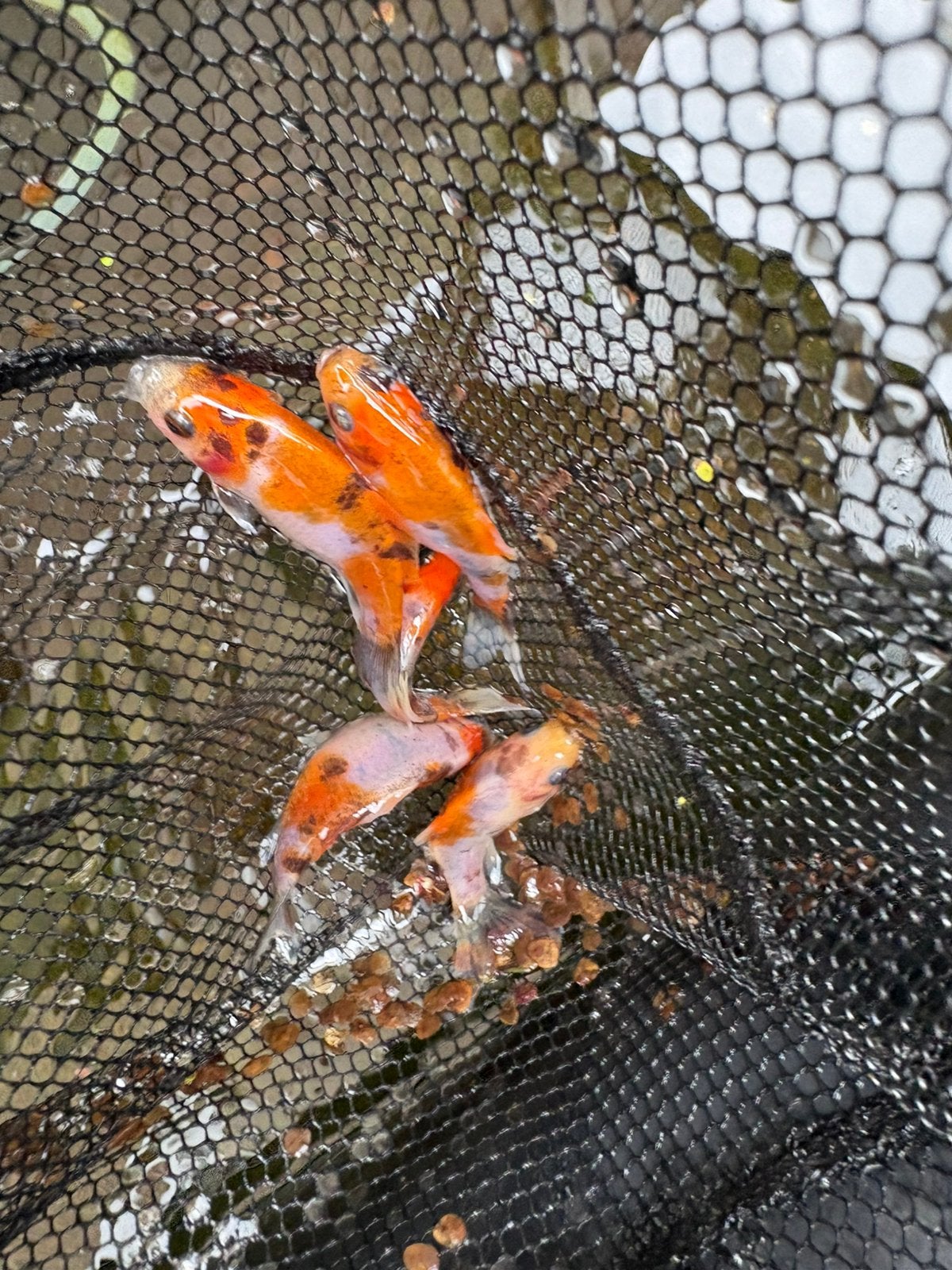 Shubunkin goudvis, Dieren en Toebehoren, Ophalen