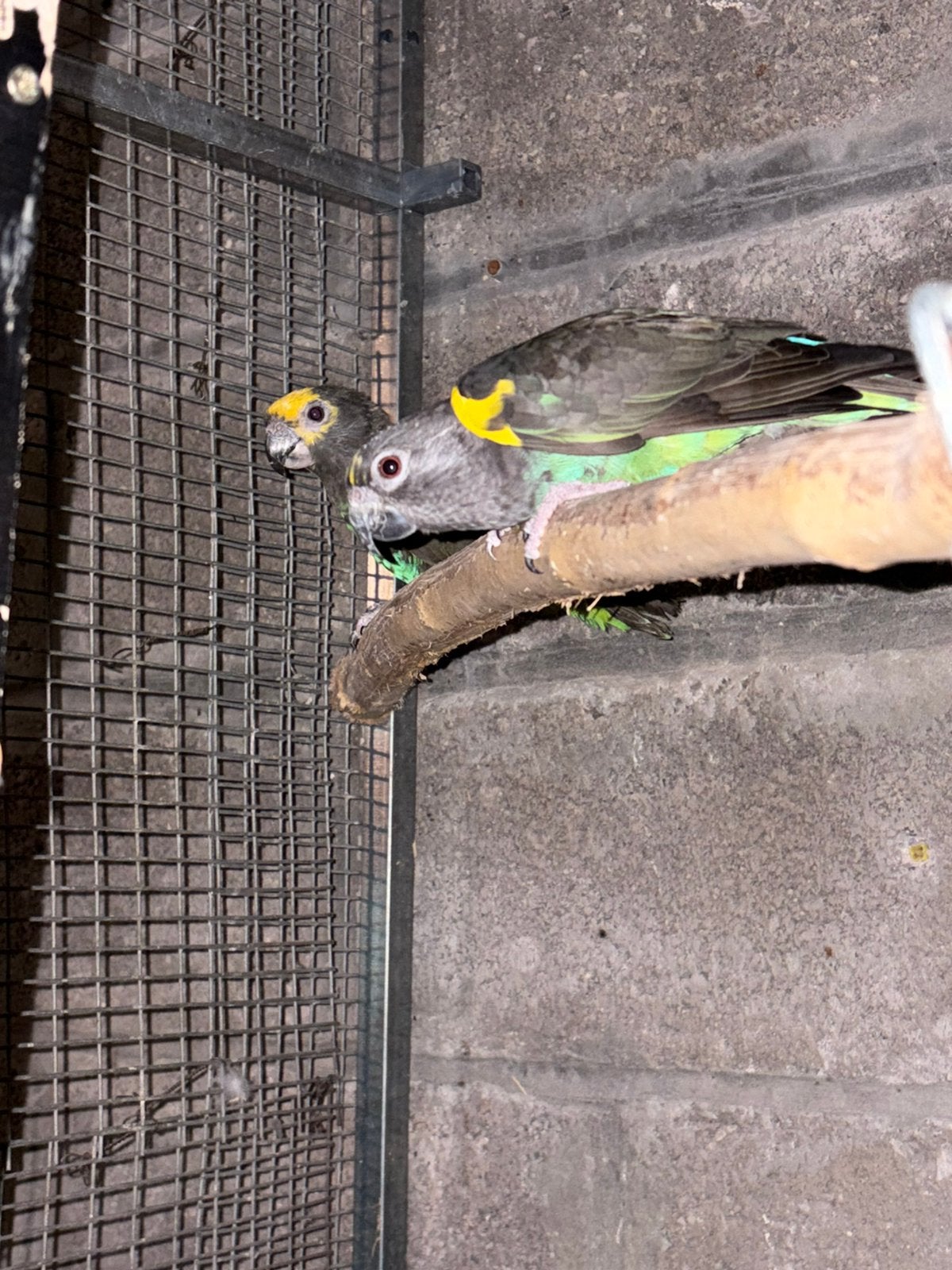 Poicephalus meyeri, Plusieurs animaux, Perroquet, Bagué