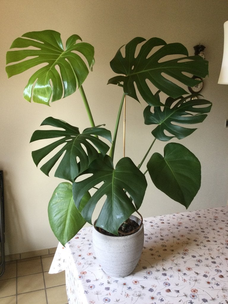 Monstera, Ophalen