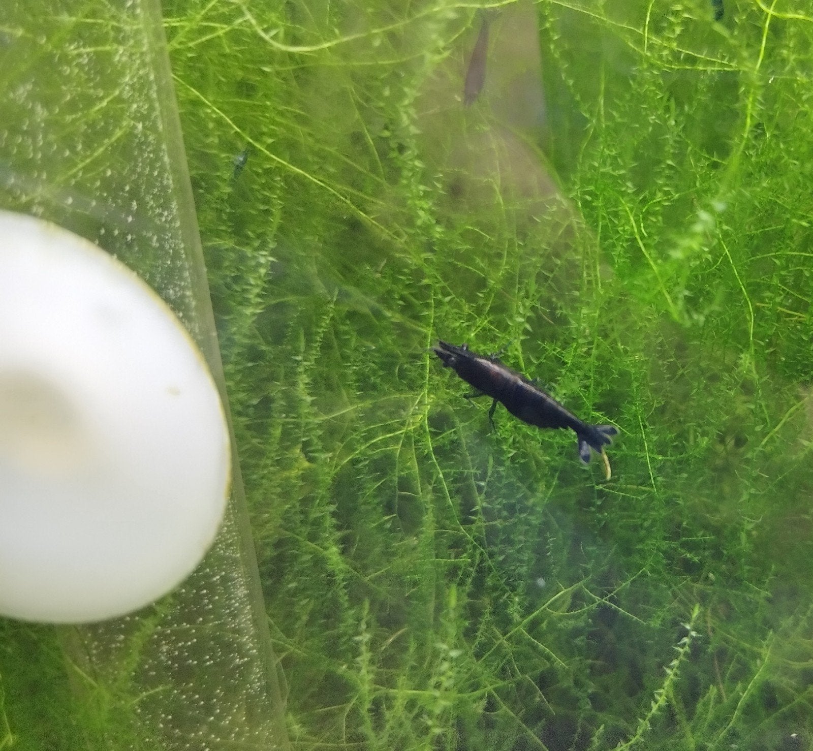 Neocaridina Blue Sapphire, Animaux & Accessoires, Enlèvement, Comme neuf