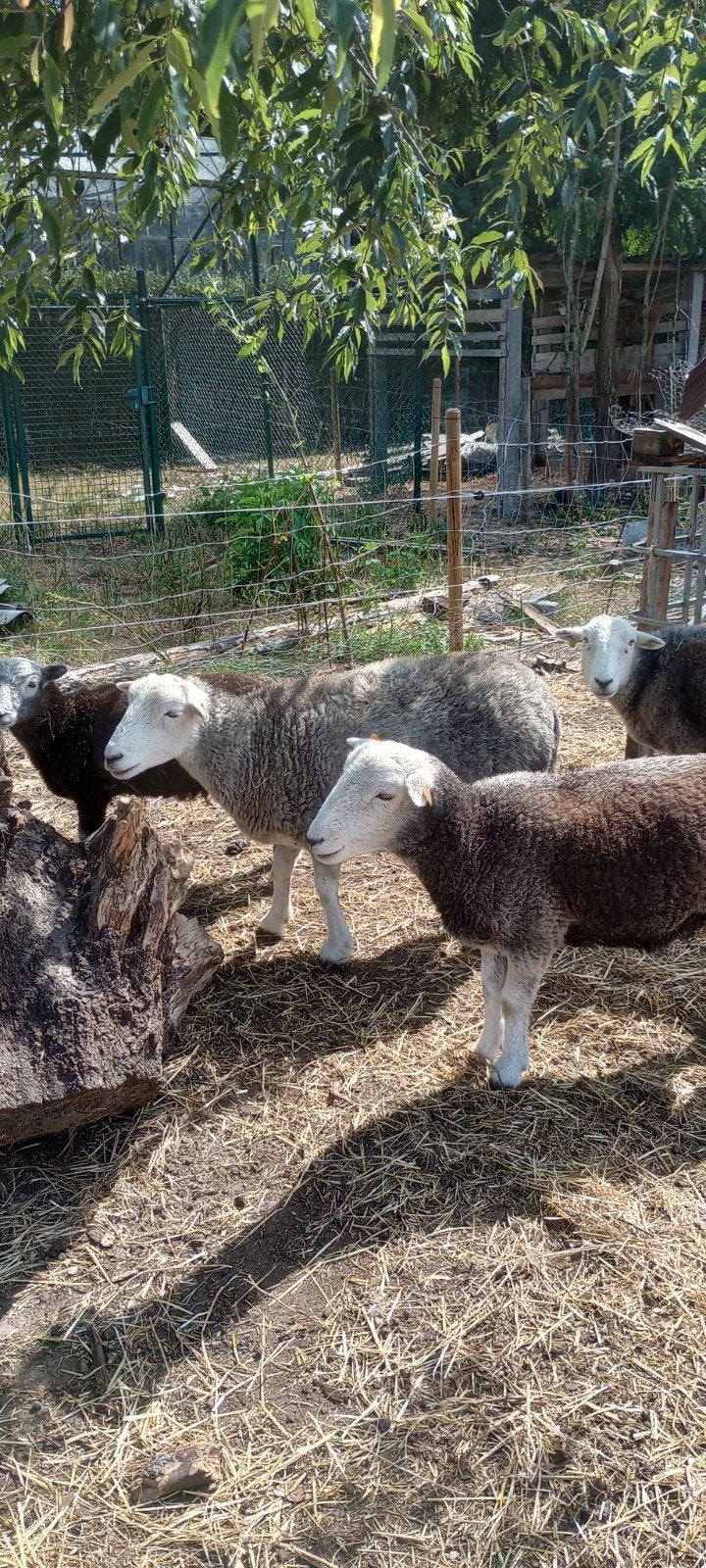 herdwick schapen, Dieren en Toebehoren, Meerdere dieren, Schaap, 0 tot 2 jaar