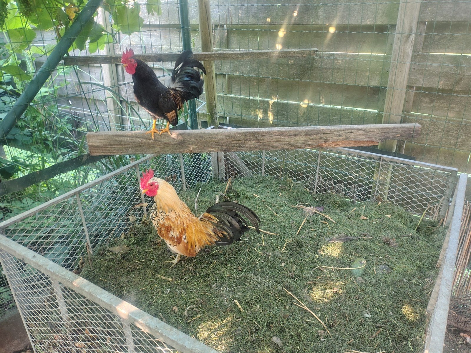 Krielhaantjes 5 maanden oud 2 stuks, Mannelijk, Kip