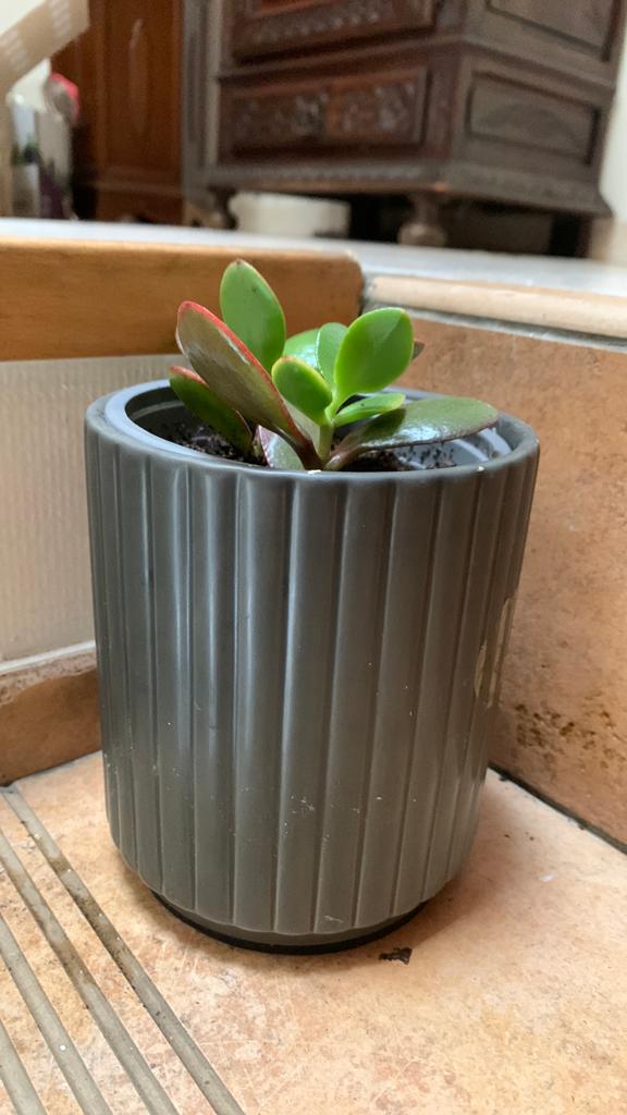 Met pot Crassula ovata, bekend als de jadeplant of geldboom., Tuin en Terras, Ophalen, Zo goed als nieuw