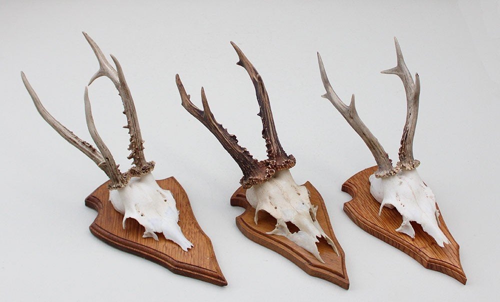 3 x groot REE GEWEI op eikenhouten schild - set A, Enlèvement ou Envoi, Utilisé, Cerf, Bois ou Tête
