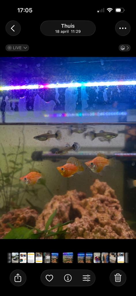 Prachtige Rasechte Oranje striped Ballon Molly’s te Koop!
