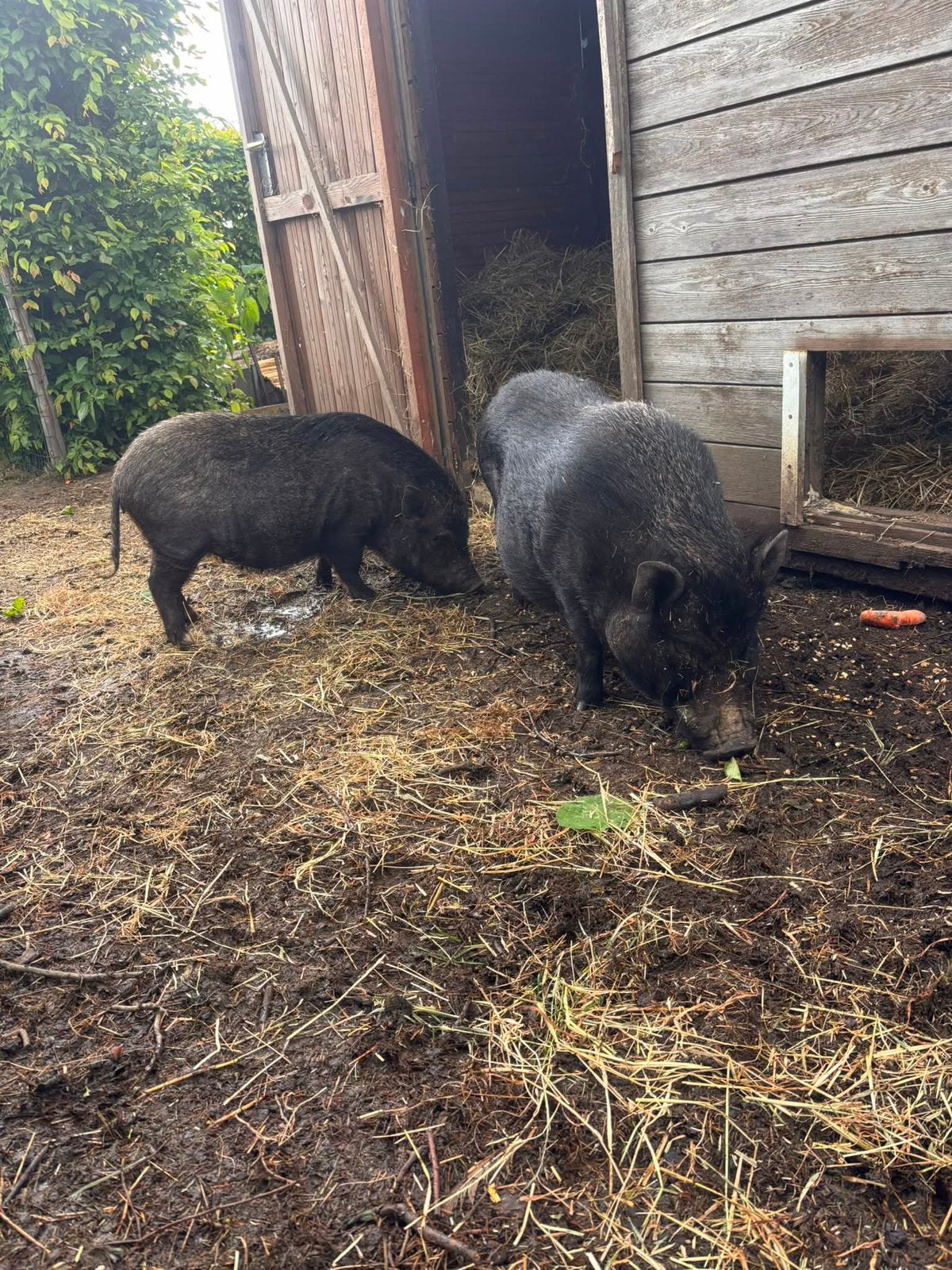 “Handtam” hangbuik varkens Gottinger mini varkens, Dieren en Toebehoren, Meerdere dieren, Varken, 3 tot 5 jaar