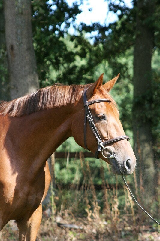 Heel brave, kwalitatieve springmerrie (5Y), Animaux & Accessoires, Chevaux, B, Avec pedigree, 160 à 165 cm, Cheval de saut