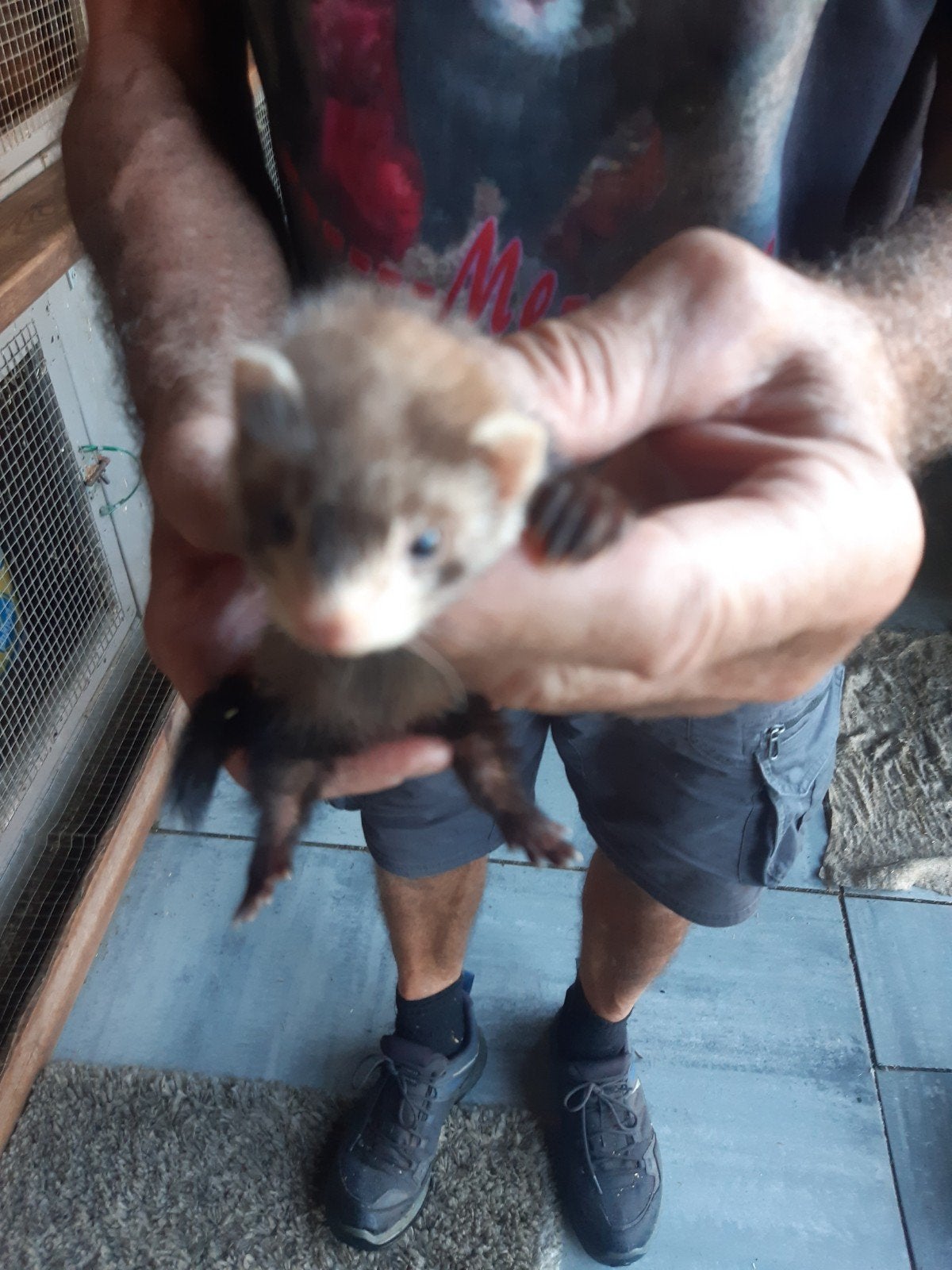 Micro fretjes, Animaux & Accessoires, Mai, Plusieurs animaux
