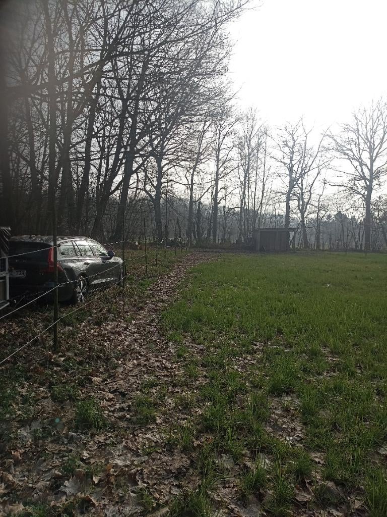 Weiland te huur, Dieren en Toebehoren, Stalling en Weidegang, Weidegang, 2 of 3 paarden of pony's